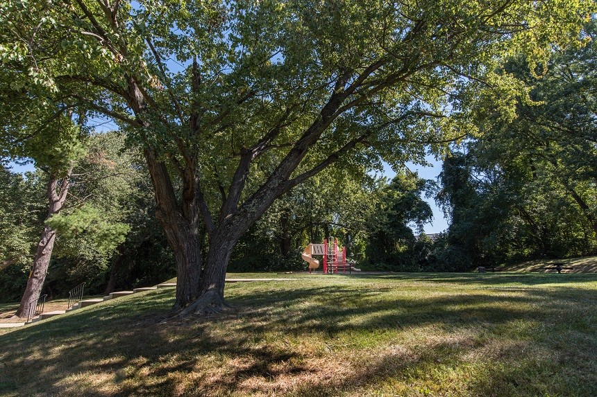 a large tree in the middle of a grass field