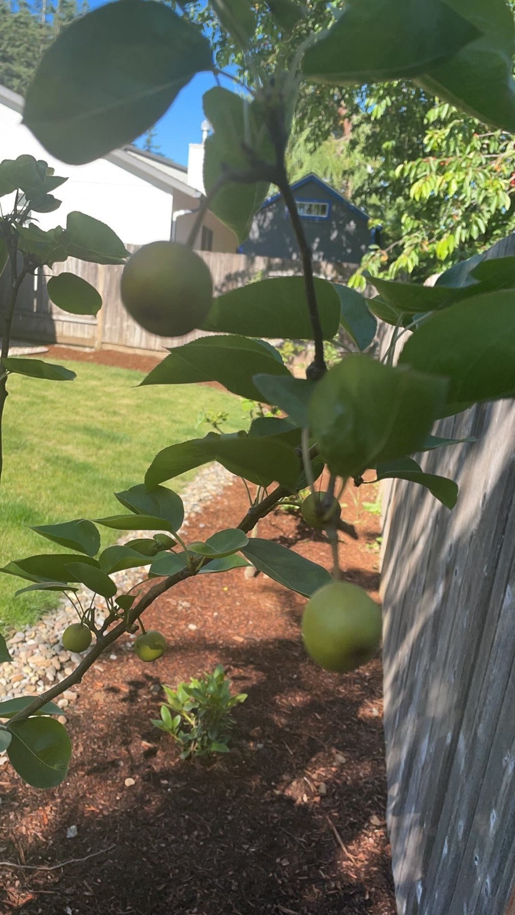 a lemon tree growing in a backyard next to a fence