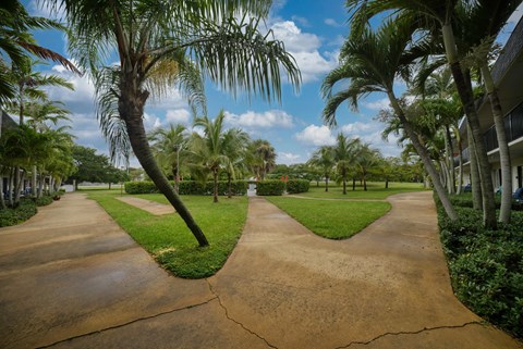 a sidewalk with palm trees in a park