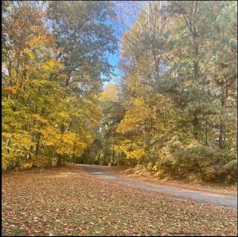 a road in the fall with leaves on the ground and trees