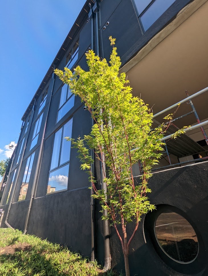 A tree with green leaves is in front of a building with a round window.