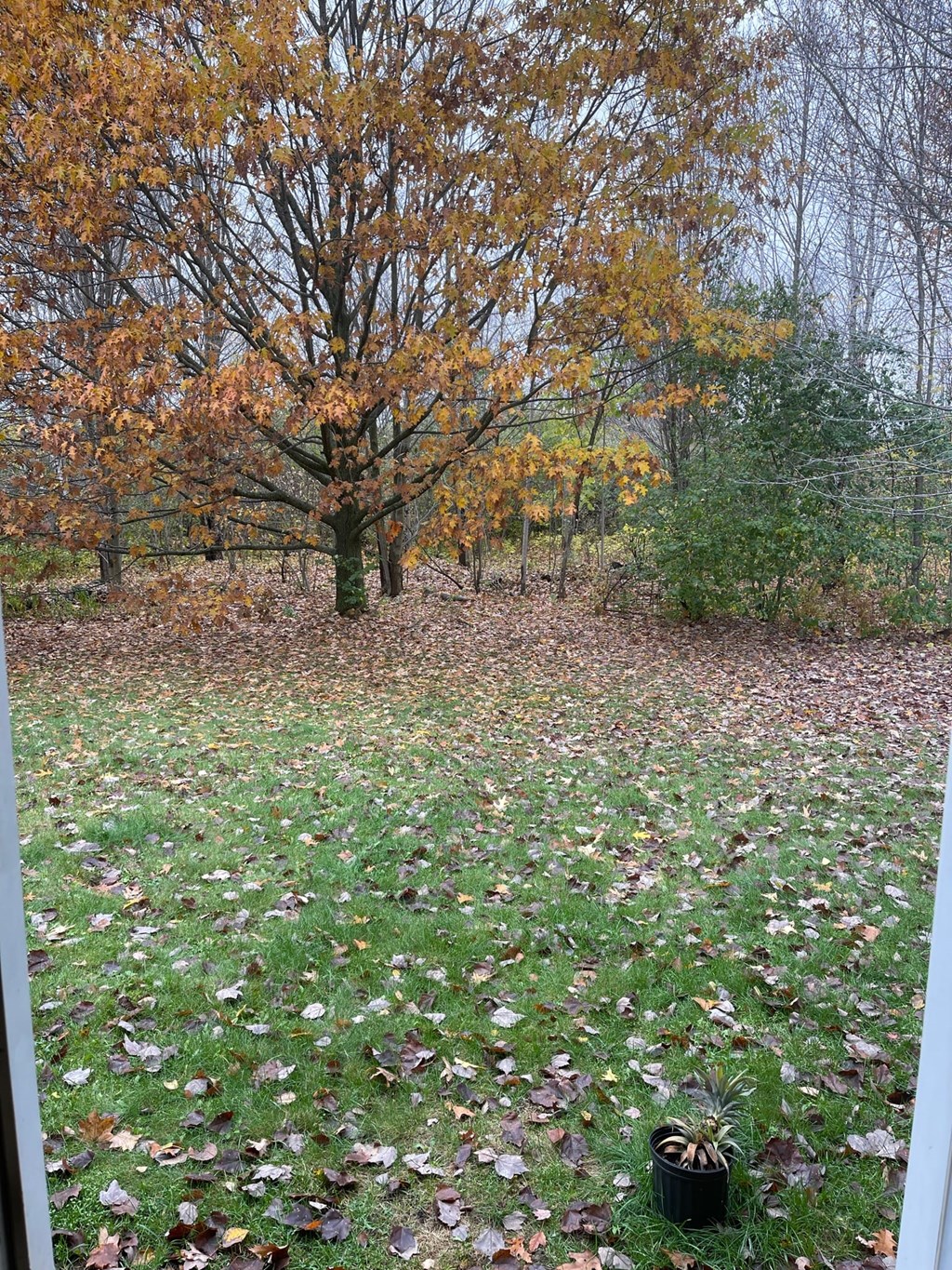 a yard with leaves on the grass and a tree