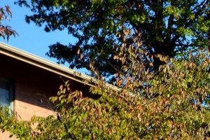 Springfield Gardens Apartments Va Springfield Gardens Apartments Va