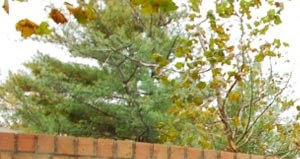 Springfield Gardens Apartments In Springfield Va