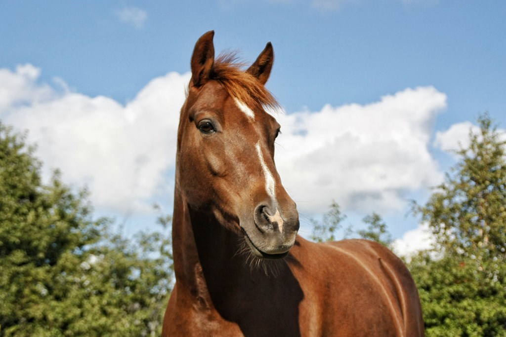 a brown horse with a blue sky and clouds in the background