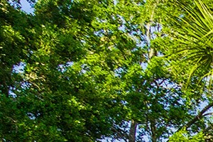 Pet Friendly Apartments Winter Park Fl Pet Friendly Apartments Winter Park Fl