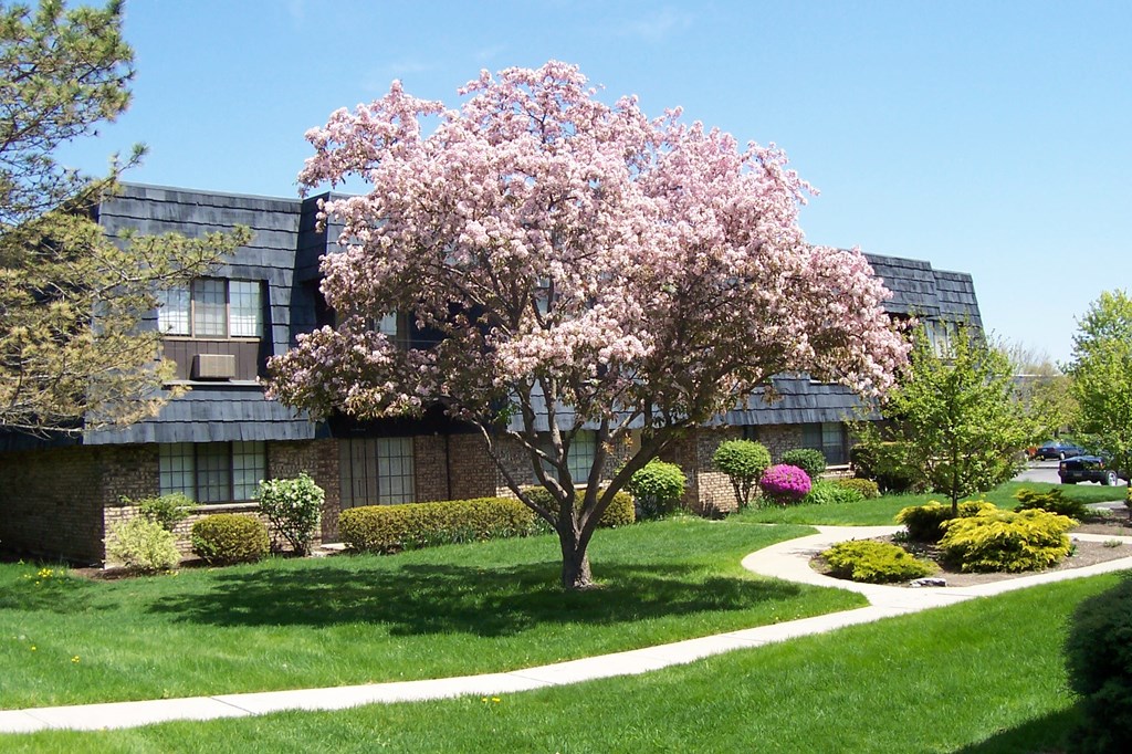 a flowering tree in front of an apartment building