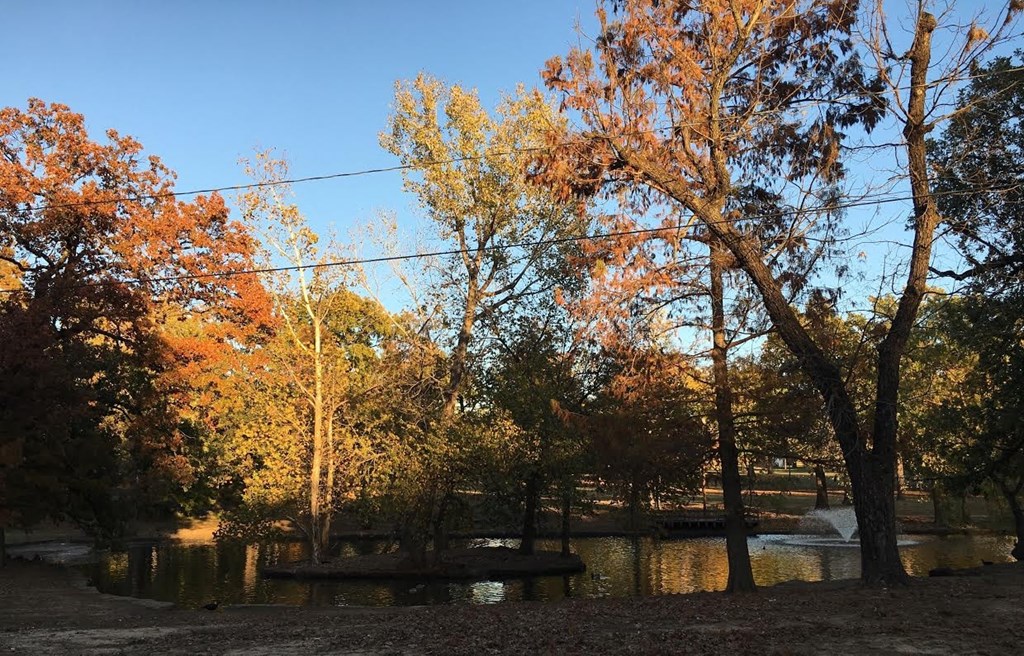 a park with a lake and trees and a bench