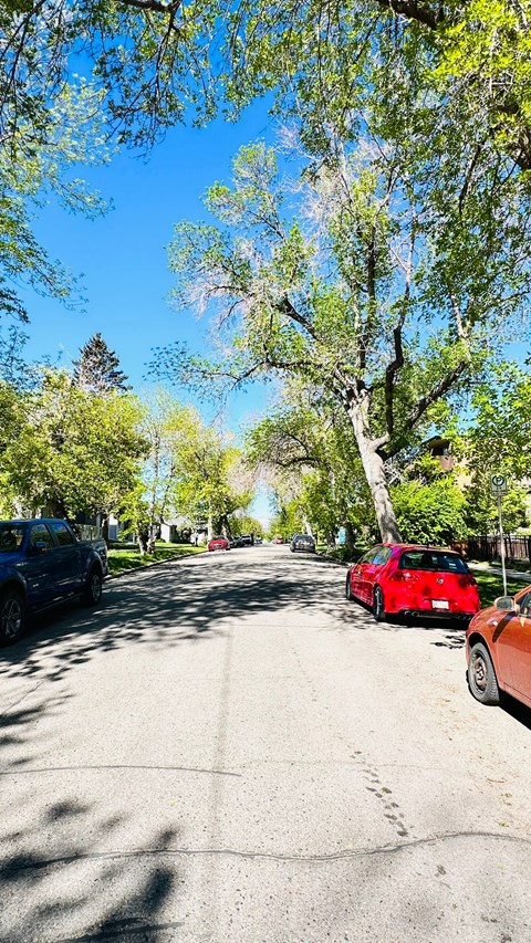 a street with cars parked on the side of a tree