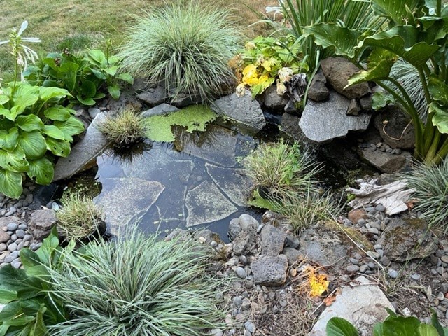 a small pond is surrounded by rocks and plants