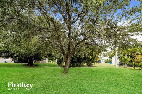 a tree in the middle of a grass field