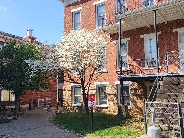 a flowering tree in front of a brick building
