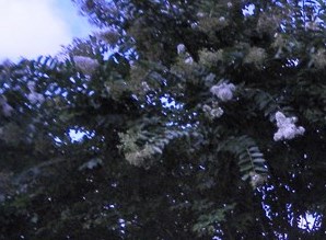 a park with trees and shrubs and a sign