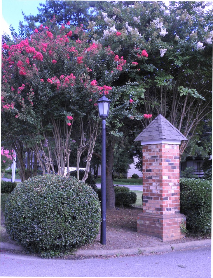 a lamp post in front of some trees and bushes