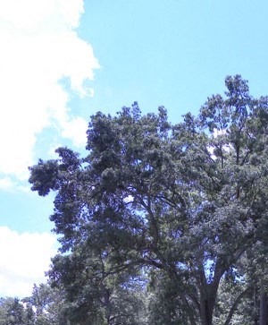 a swimming pool with trees and a house in the background