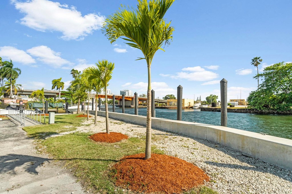 a palm tree in a park next to a body of water