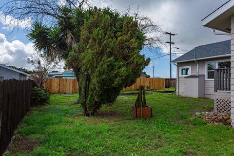 A tree in a brown pot sits in a grassy yard.