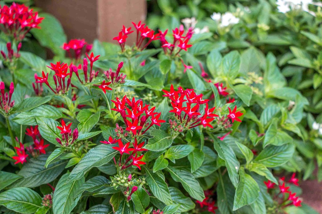 a close up of red flowers on a green plant