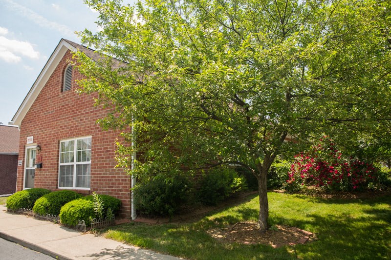 a tree in front of a brick building