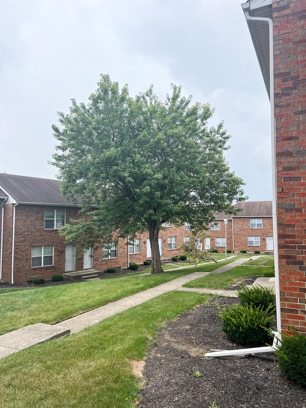 a tree in a yard in front of a brick building