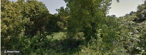 a group of trees in a field