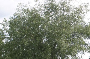 Rocktree Exterior 2