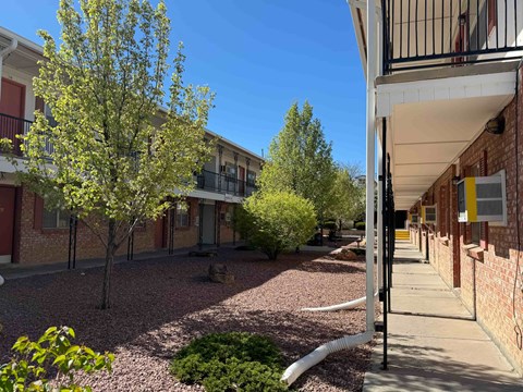 A tree with green leaves stands in a courtyard between two buildings.
