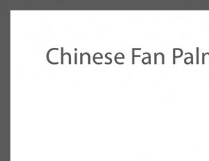 The Chinese Fan Palm