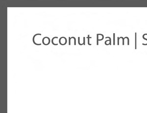 The Coconut Palm