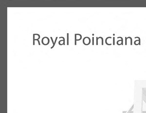 The Royal Poinciana