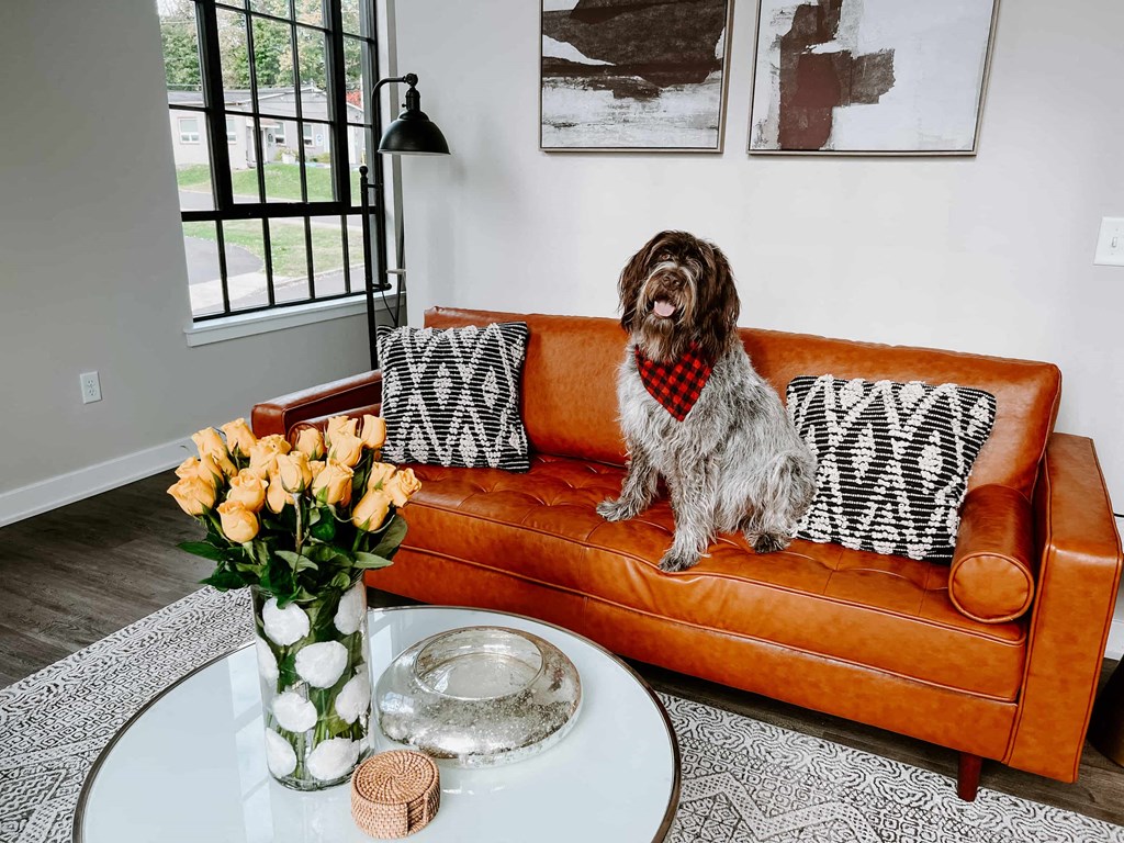 a dog sitting on a couch in a living room