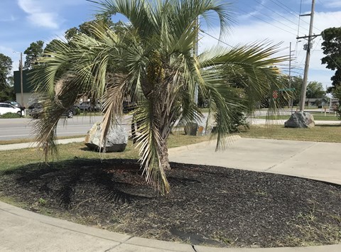 a palm tree on the side of a sidewalk