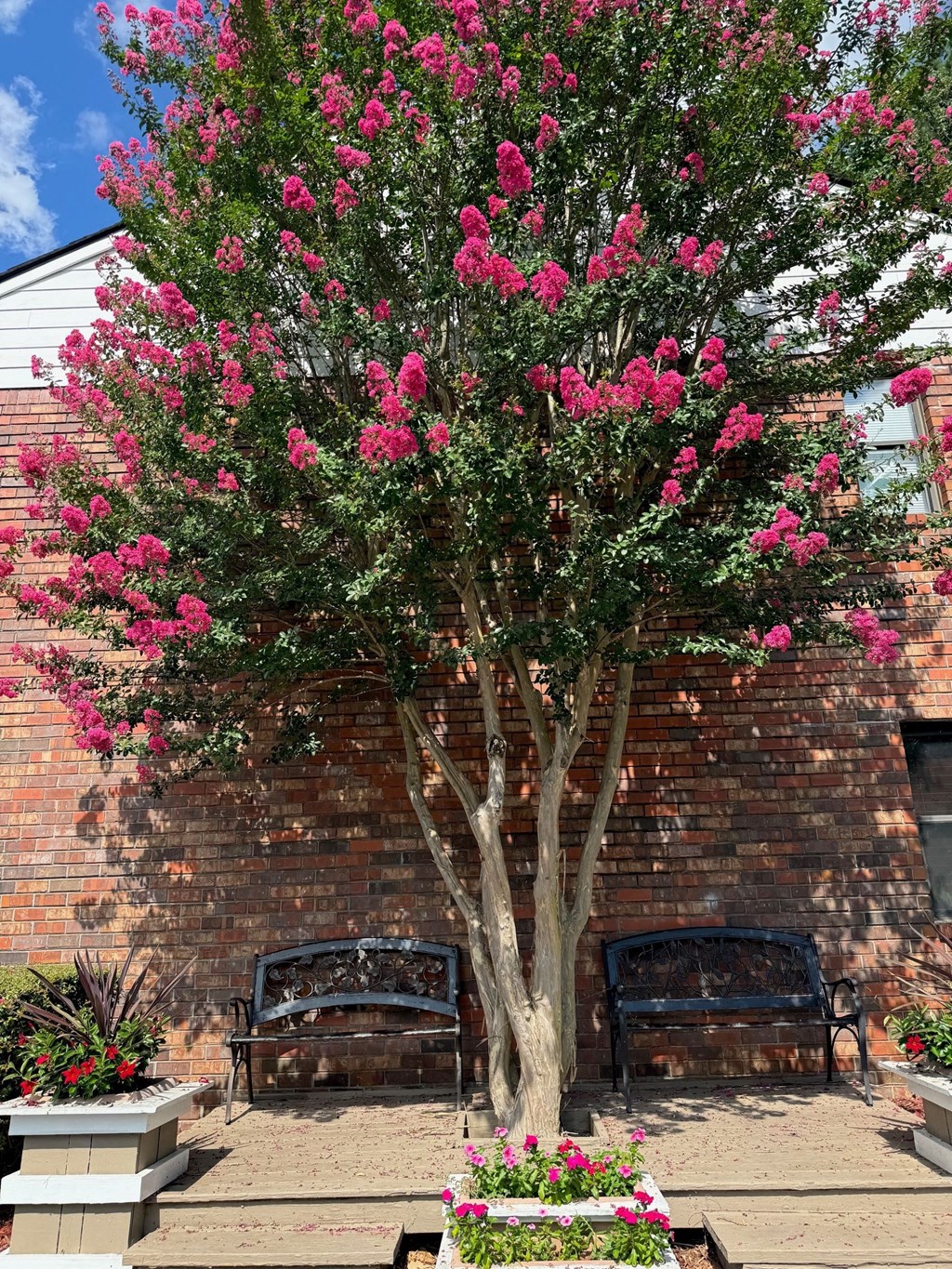 A tree with pink flowers in the foreground with a bench and brick wall in the background.