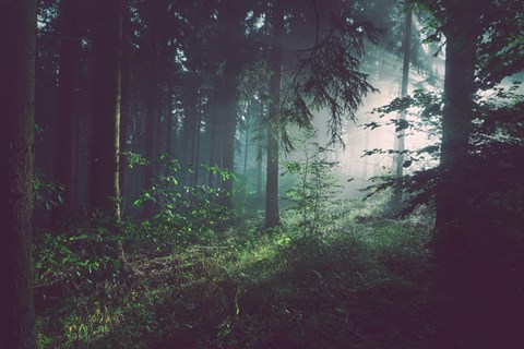 A misty forest with sunlight filtering through the trees.