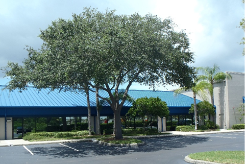 A large tree is in front of a blue building.