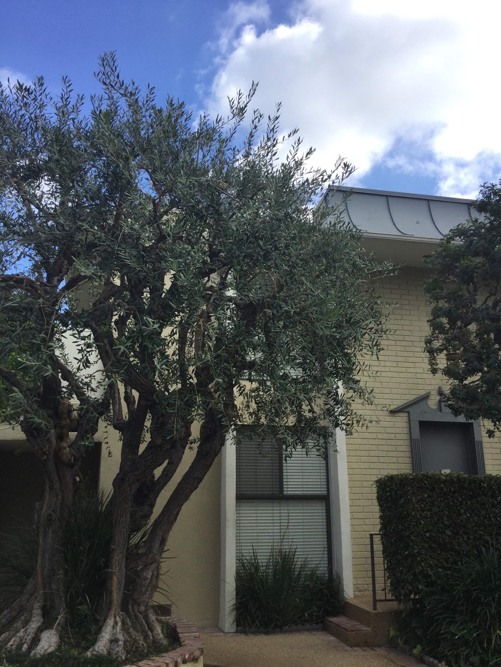 an olive tree in front of a house