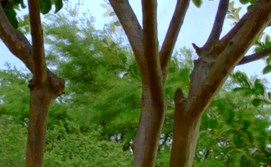 Dallas TX Apartment Rentals Snug Harbor Apartments Dallas TX Apartment Rentals Snug Harbor Apartments