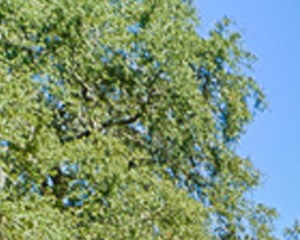 Homes For Rent In Cypress Fl Homes For Rent In Cypress Fl