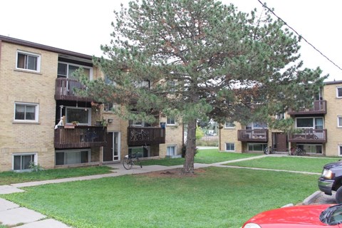 A tree in front of apartment buildings.
