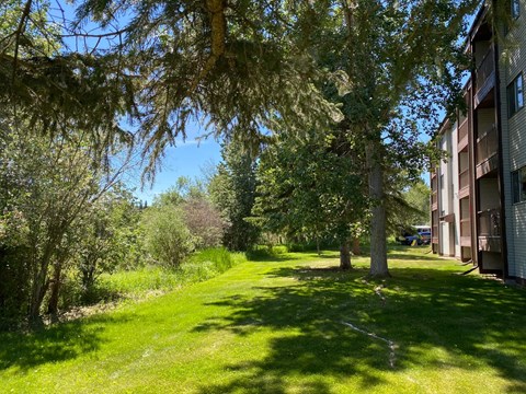 A tree in a grassy area with a building in the background.