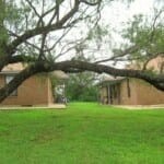 A tree branch is hanging low over a grassy area.