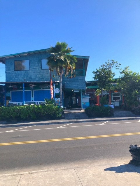 a blue building with a palm tree in front of it