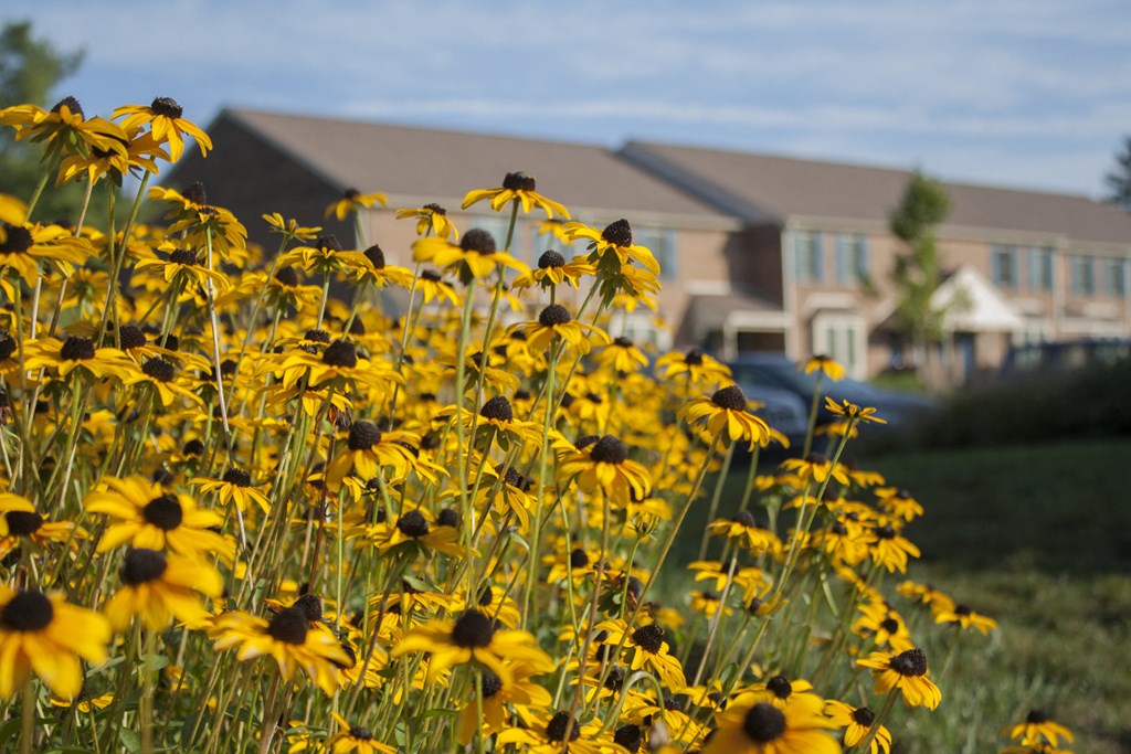A patch of beautiful yellow daisies in front of Severgn Apartments on the well-maintained grounds in Exton, PA.
