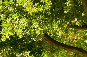 a bench sitting under a tree in a park