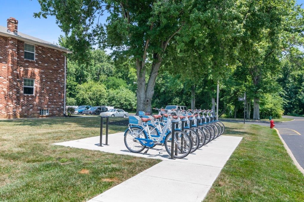 a row of bikes parked on a sidewalk next to a tree