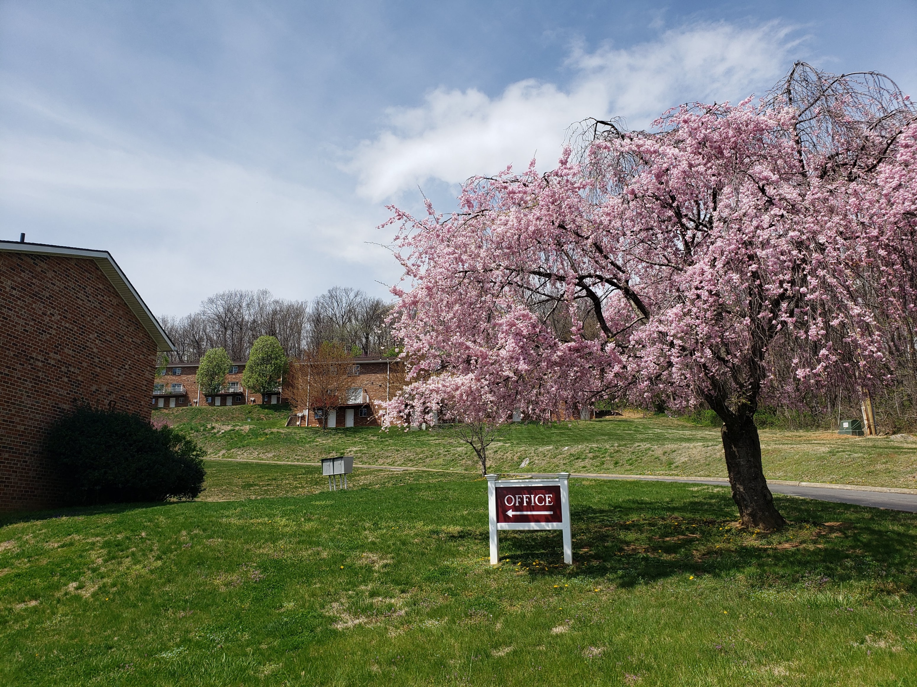 a tree with pink blossoms in front of a sign for an office