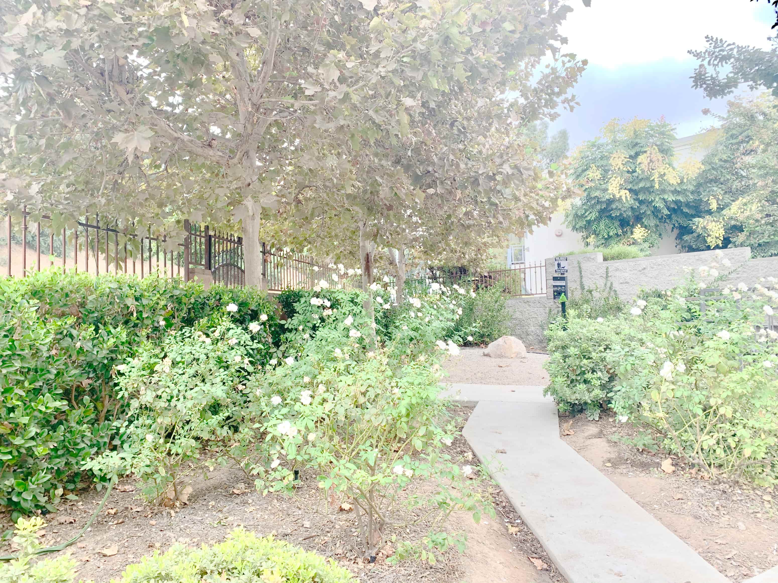 A pathway in a garden with a fence and trees.