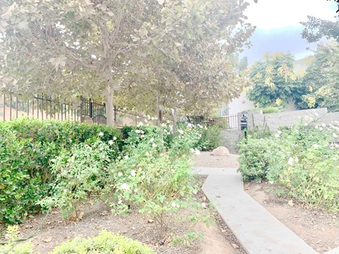 A pathway in a garden with a fence and trees.