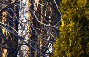 The Willows At Maple Shade Formerly The Arbors