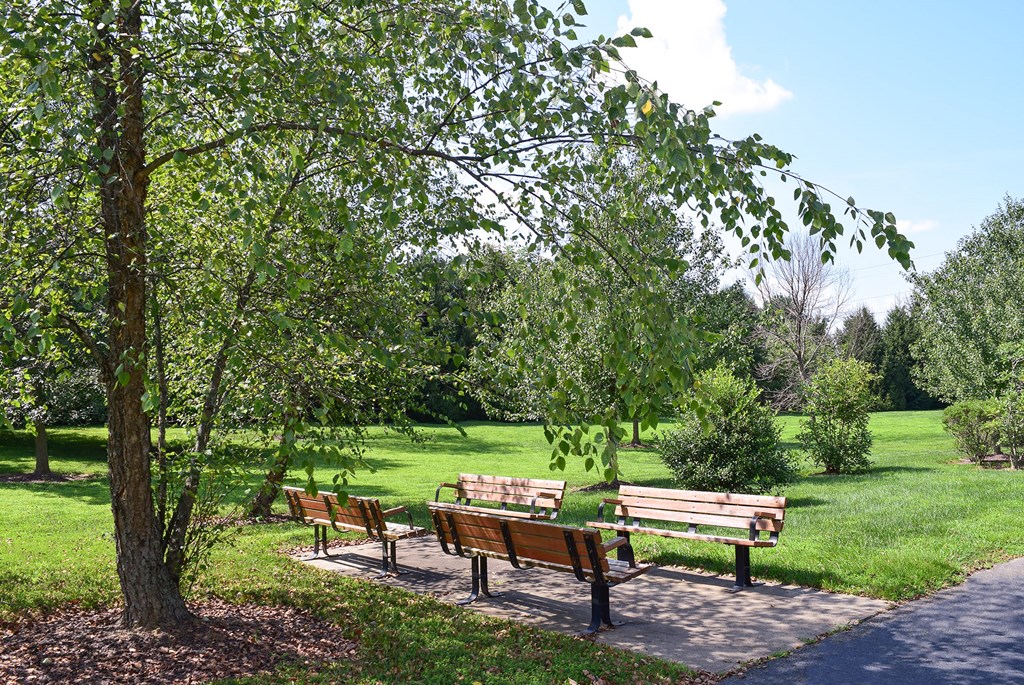 a group of benches in a park next to a tree